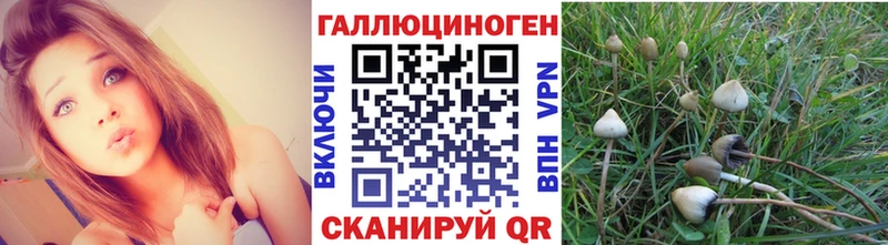 Купить где Кашин Галлюциногенные грибы Magic Shrooms